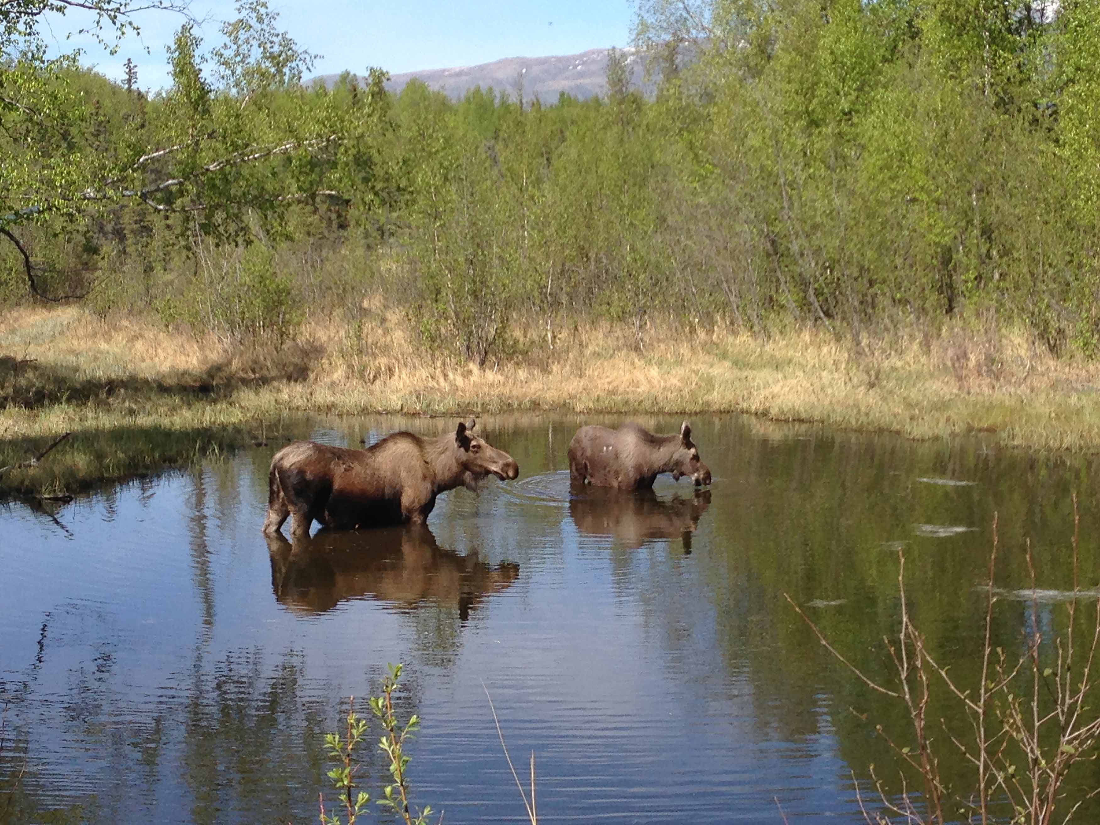 Photo of moose at Wasilla, AK, taken by an Umialik employee.